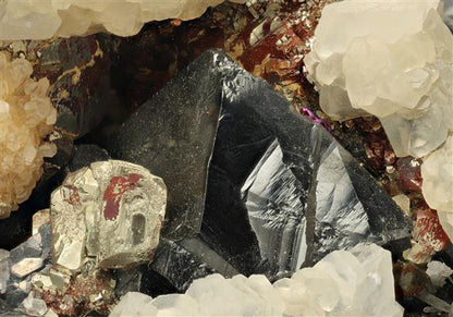 CC11383 specimen image