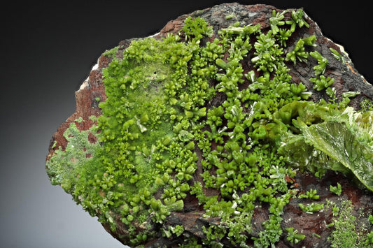 CC11500 specimen image