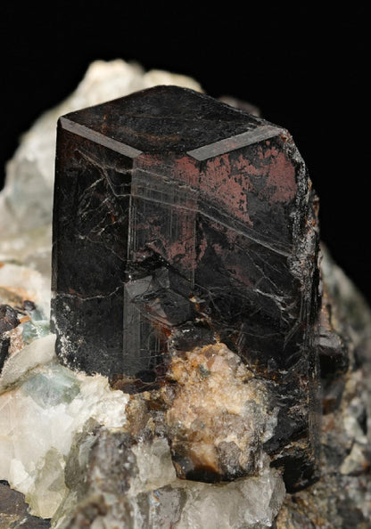 CC11518 specimen image