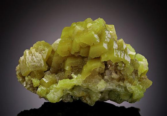 CC11529 specimen image