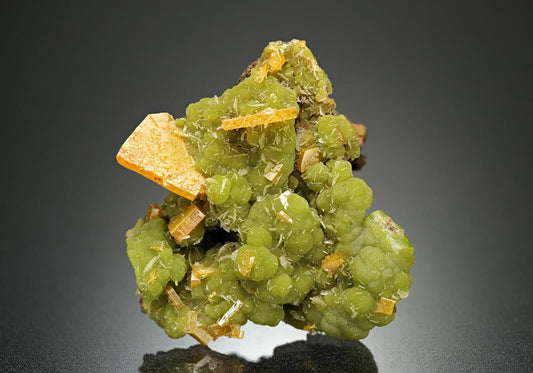 CC11536 specimen image
