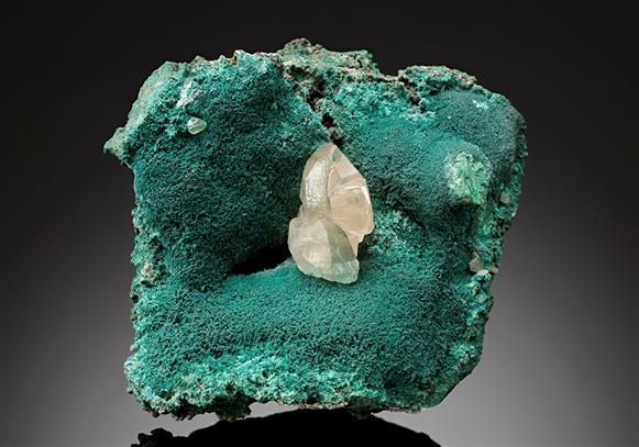 CC11595 specimen image