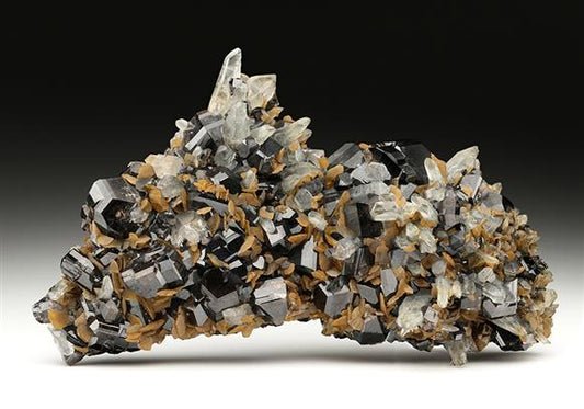 CC11597 specimen image