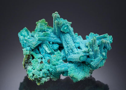 CC11612 specimen image