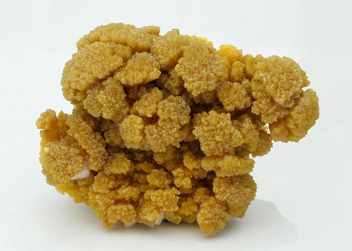 CC11616 specimen image