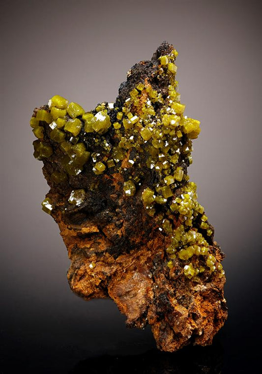 CC11618 specimen image
