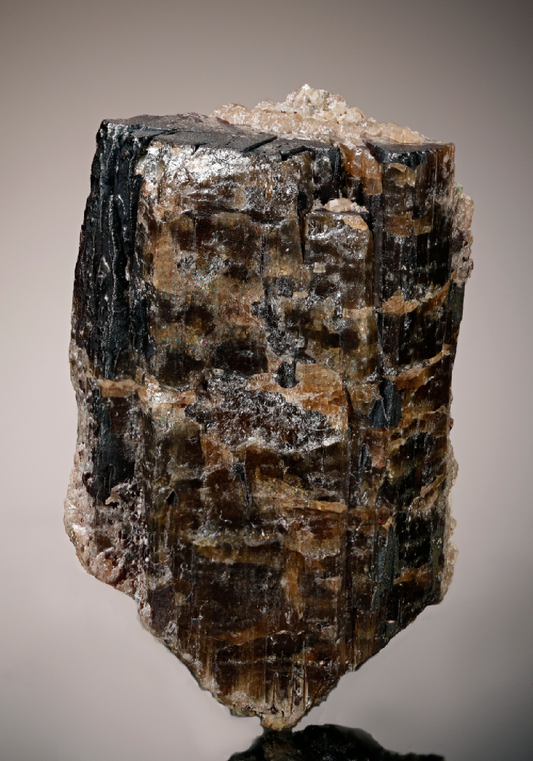 CC11623 specimen image
