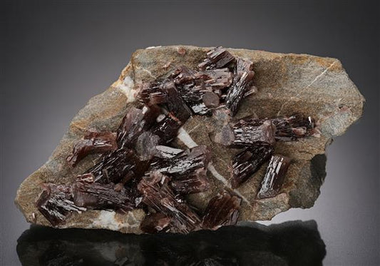 CC11636 specimen image