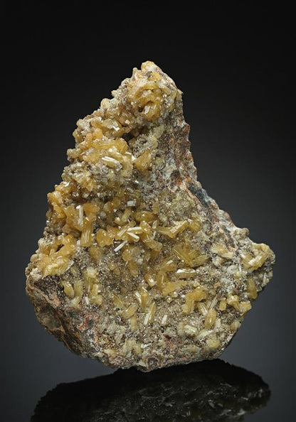 CC11643 specimen image