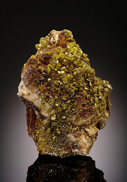 CC11660 specimen image