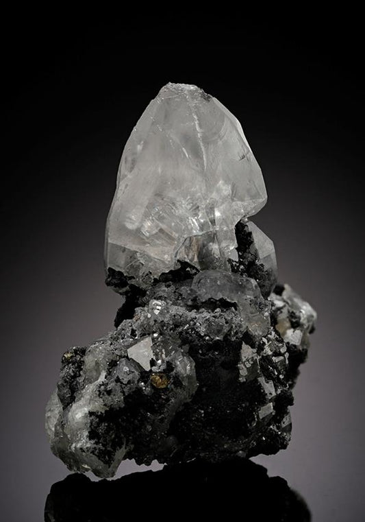 CC11681 specimen image