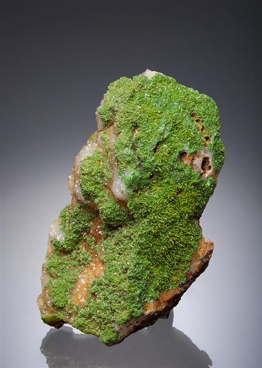 CC11686 specimen image