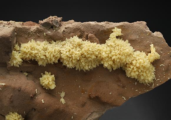CC11688 specimen image