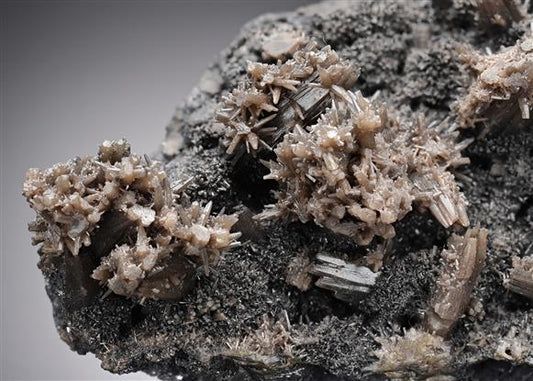 CC11723 specimen image