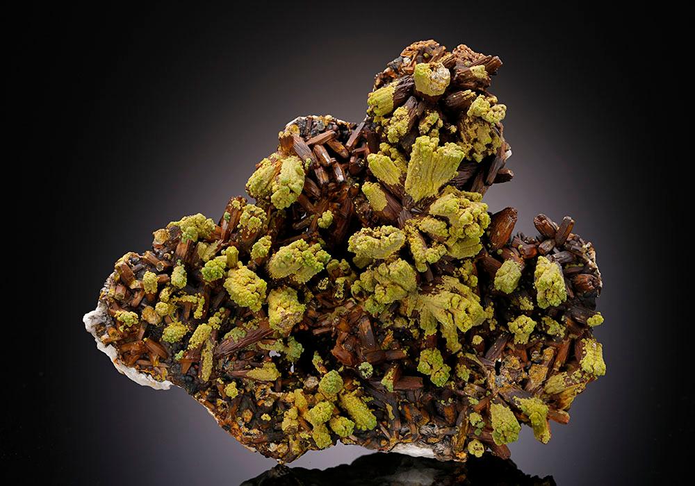 CC11725 specimen image
