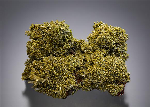CC11738 specimen image