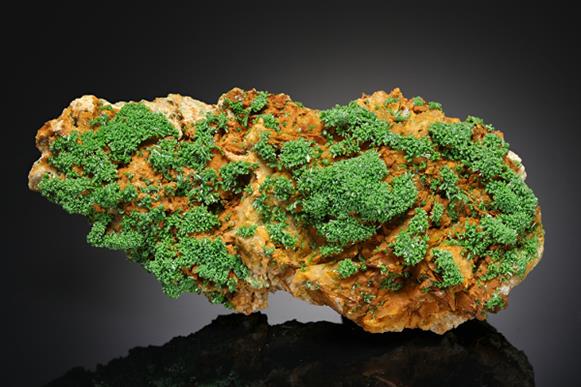 CC11753 specimen image