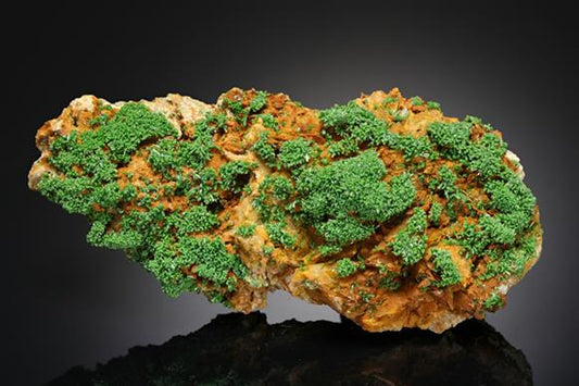 CC11753 specimen image