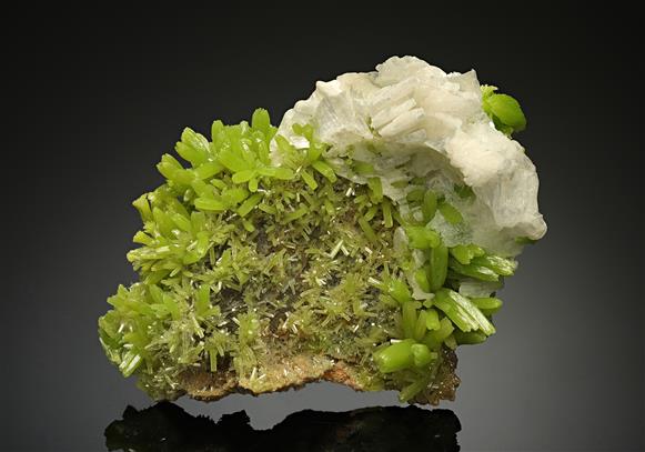 CC11772 specimen image