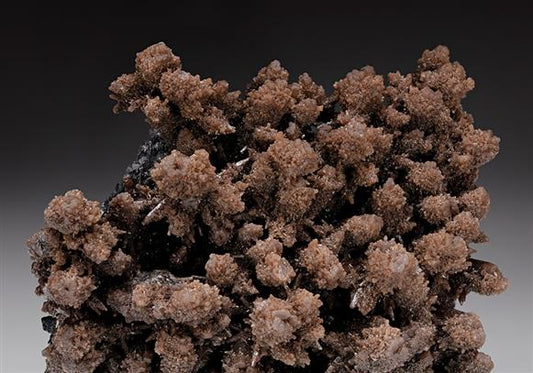 CC11788 specimen image