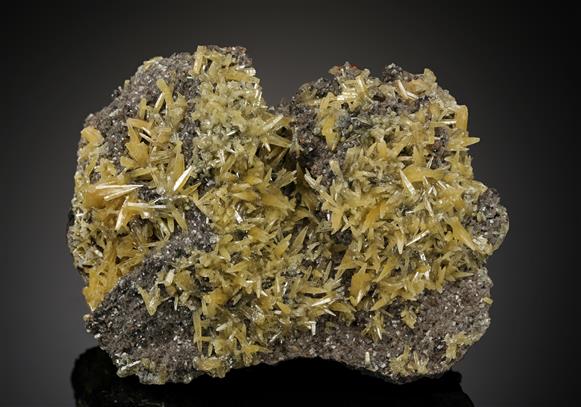 CC11843 specimen image