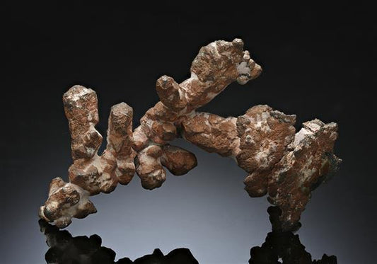 CC11863 specimen image
