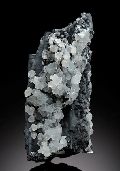 CC11865 specimen image