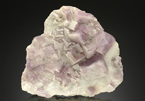 CC11868 specimen image