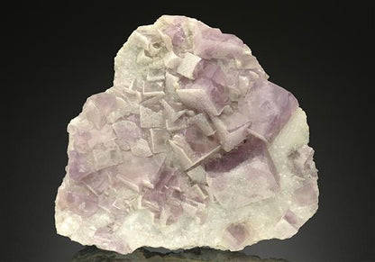 CC11868 specimen image