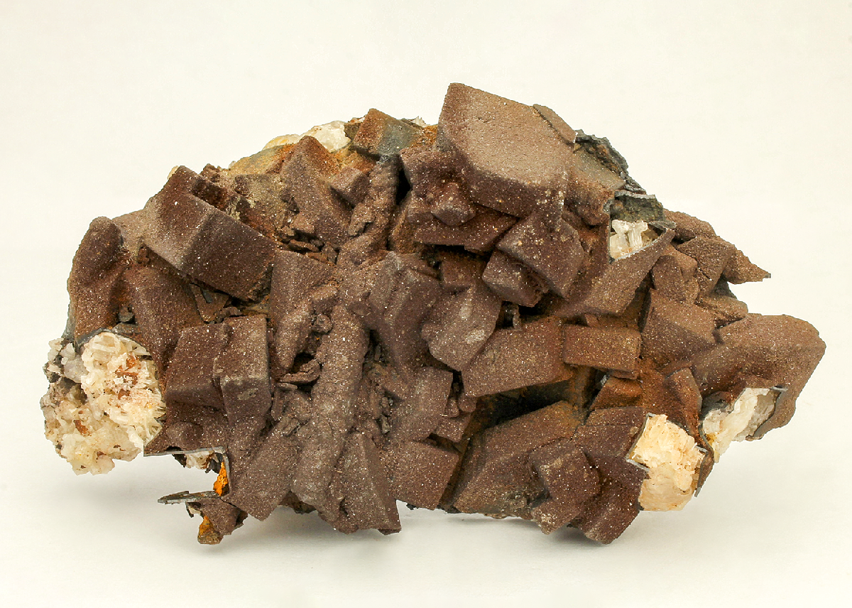 CC11874 specimen image