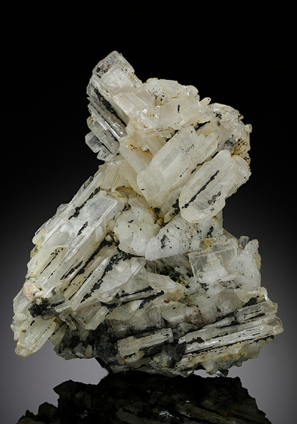 CC11876 specimen image