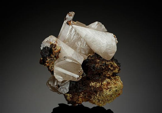 CC11922 specimen image