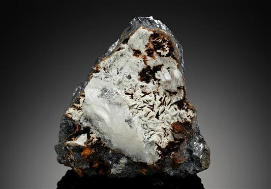 CC11941 specimen image