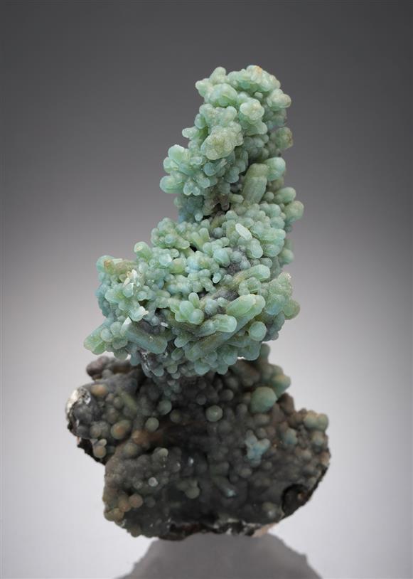 CC11948 specimen image