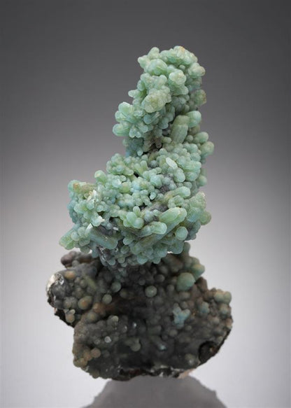 CC11948 specimen image