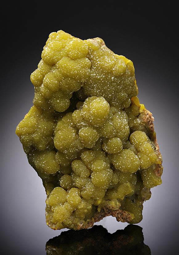 CC11954 specimen image