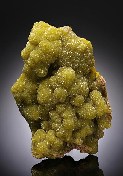 CC11954 specimen image