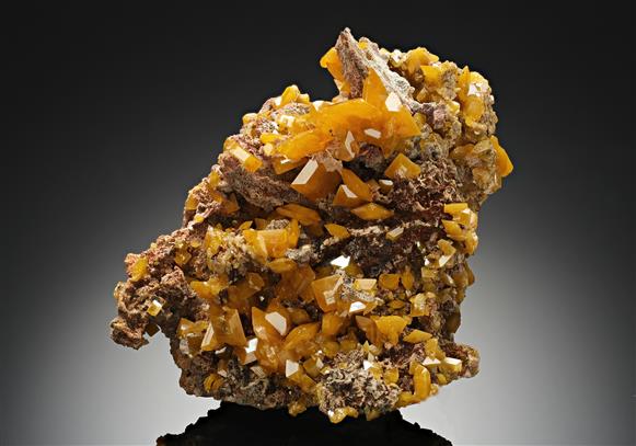 CC11981 specimen image