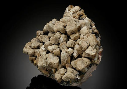 CC11987 specimen image