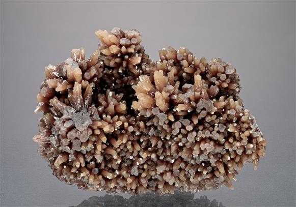 CC11996 specimen image