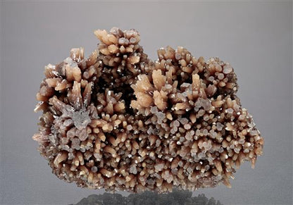 CC11996 specimen image
