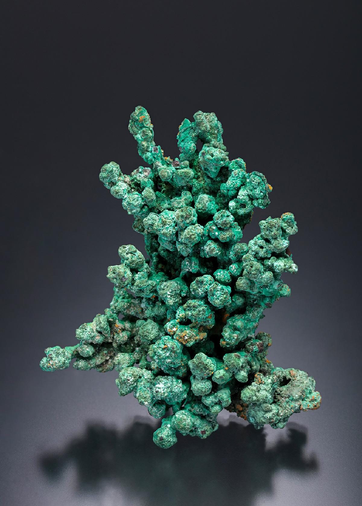 CC11999 specimen image