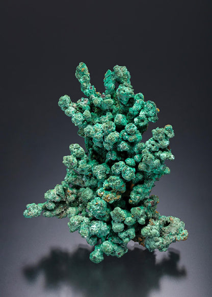 CC11999 specimen image