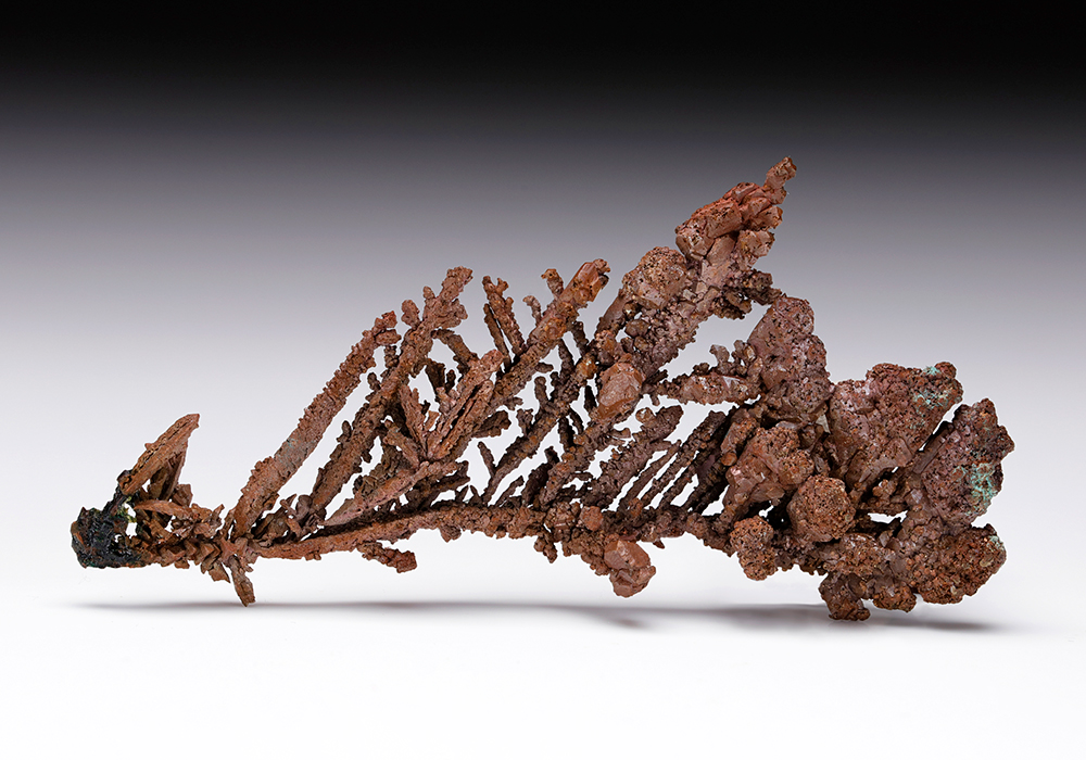 CC12011 specimen image