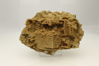 CC12023 specimen image