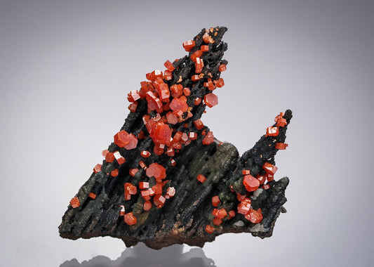CC12065 specimen image