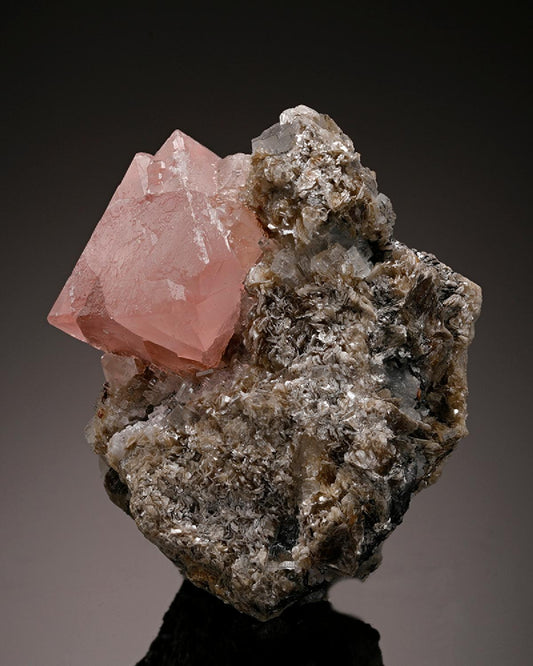 CC12079 specimen image