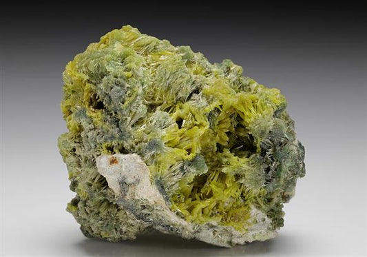 CC12172 specimen image