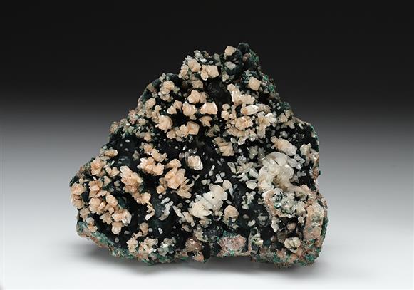 CC12178 specimen image