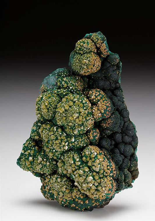 CC12179 specimen image